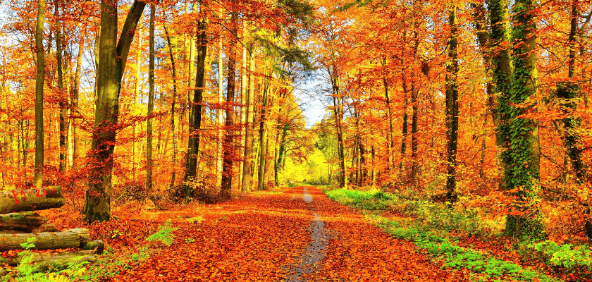 A vibrant autumn forest path lined with orange and yellow leaves. A vibrant autumn forest path lined with orange and yellow leaves.