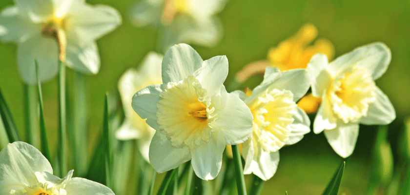 A cluster of white daffodils with yellow centers blooming against a green background. A cluster of white daffodils with yellow centers blooming against a green background.