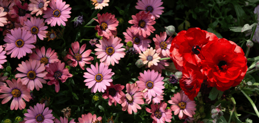 A vibrant mix of pink daisies and striking red flowers in full bloom. A vibrant mix of pink daisies and striking red flowers in full bloom.