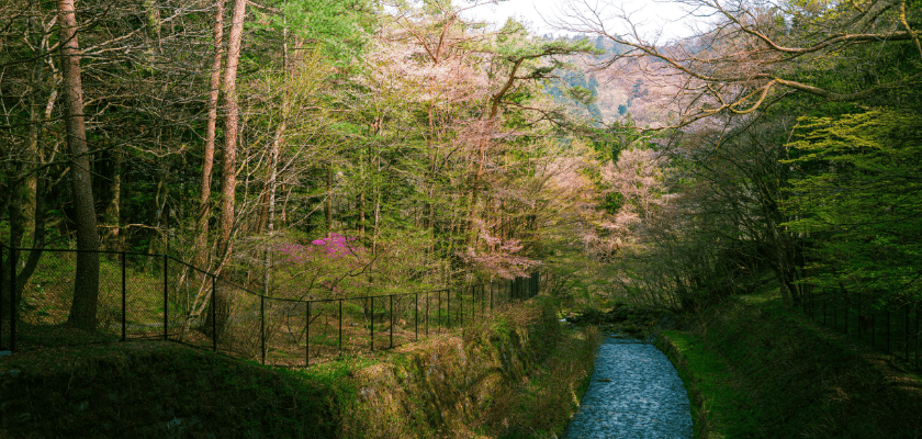 A serene river flows through vibrant, lush greenery with blooming trees on either side. A serene river flows through vibrant, lush greenery with blooming trees on either side.
