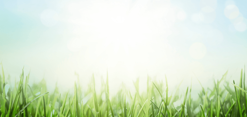 Lush green grass under a bright, sunlit sky. Lush green grass under a bright, sunlit sky.